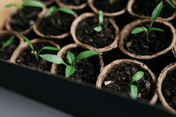 Cucumber plant in seedling peat pot on a rustic wooden table. Young seedlings tomato with water...