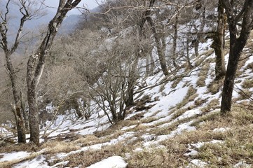 雪解けのブナ林
