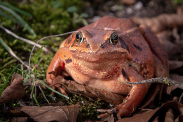 Rana bermeja dalmatina