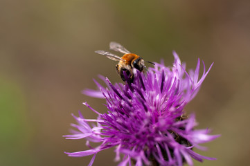 Bee on a flower thistle
