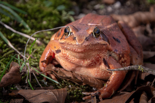 Rana Bermeja Dalmatina