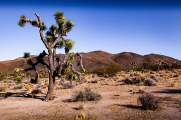 Joshua Trees 