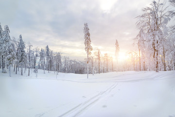 Winter sunset forest in Silesian Beskids mountains