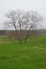 Fototapeta na wymiar tree in green pasture