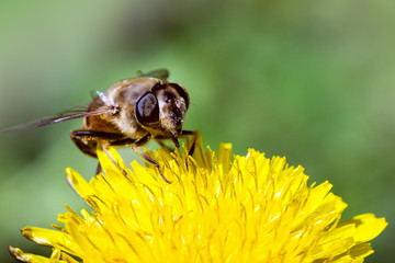 bee on flower
