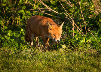 Red Fox British Wildlife