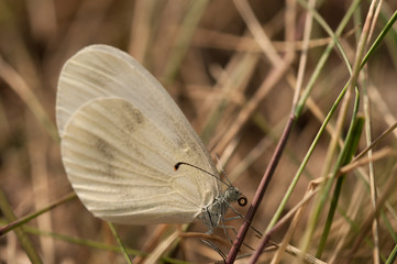 Butterfly Whitefish pea, Latin Leptidea sinapis