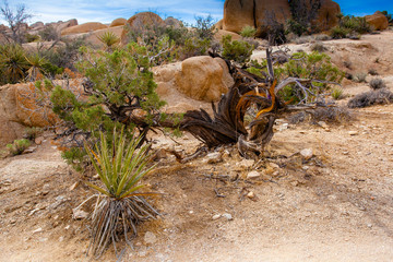 cactus in the desert