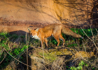 Naklejka na ściany i meble Red Fox British Wildlife