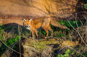 Red Fox British Wildlife