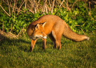Red Fox British Wildlife