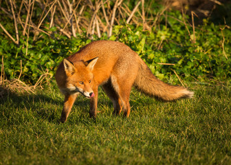 Red Fox British Wildlife