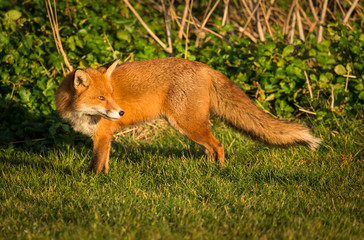 Red Fox British Wildlife