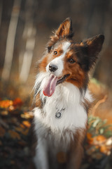 portrait of a dog
