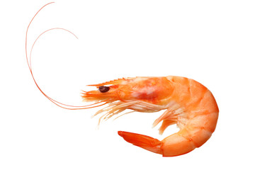 one shrimp isolated on a white background. top view