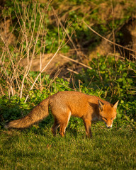 Red Fox British Wildlife