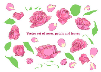  Vector set of roses, petals and leaves