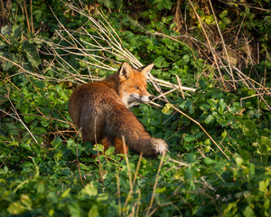 Red Fox British Wildlife