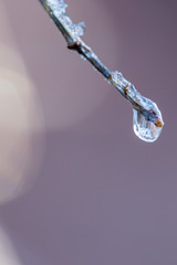 Frosted water droplets on a twig