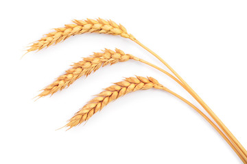 ears of wheat isolated on white background. Top view