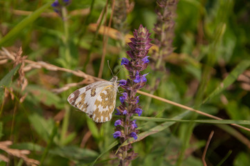 Schmetterling sitzt auf Wiesenblume