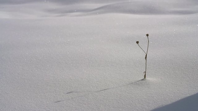 Man touches dry wild flower in depth snow and goes into distance - (4K)