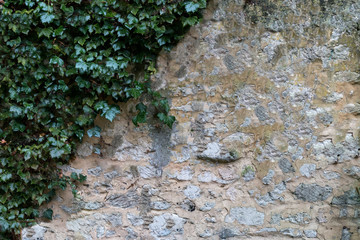 mur végétal sur un mur en béton avec pierres apparentes