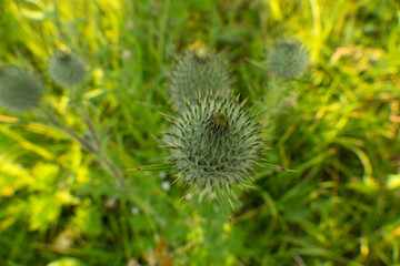 green flower in grass