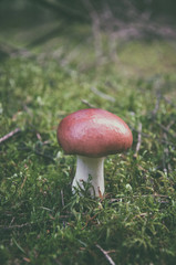 Mushroom in autumn forest