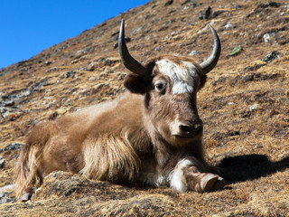 Yak on the way to Everest base camp - Nepal Himalayas