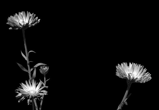 Black and white photo of three plants and their stems, with beautiful fluorescent flowers
