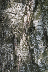 Obraz premium bark of a tree