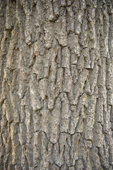 bark of a tree