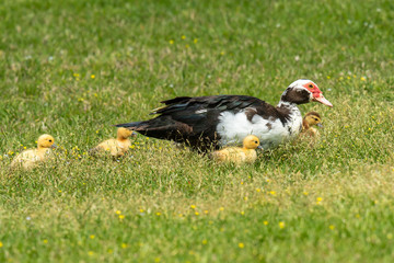 Female Muscovy Duck with ducklings.