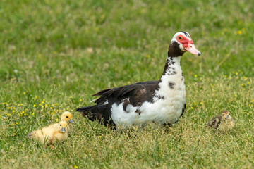 Female Muscovy Duck with ducklings.
