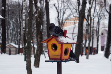 Gray dove sits on feeder covered snow in winter forest, background