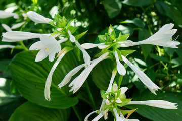 Flowering hosts, white flowers in the garden, background