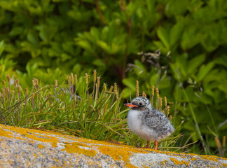Small downy Arctic Tern Chick standing on rock