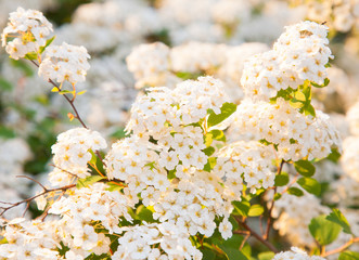 Blossoming bush of Spiraea