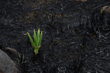 Emerging Star Lily Plant (hypoxis rigidula) In Burnt Field