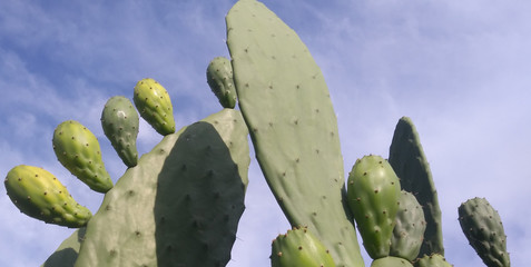 fruits of cactus. Opuntia ficus-indicates with the sky as background