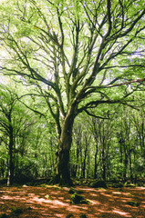 malerische Wald Landschaft im Westen Irlands nähe Galway
