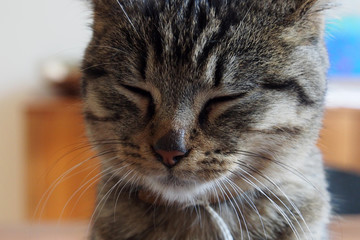 Kleine, getigerte Katze mit geschlossenenen Augen