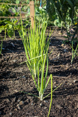 Onions Sprout From The Soil Durning Summer at Garden