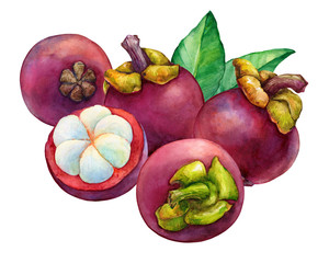 Group fresh fruits purple mangosteen (Garcinia mangostana, monkey fruit, Queen of fruits). Whole and halves with leaves. Hand drawn watercolor painting illustration isolated on white background.