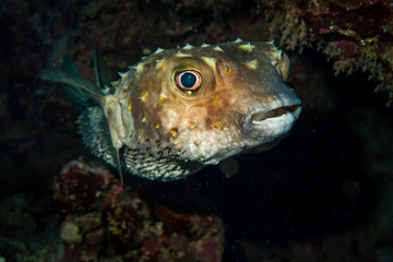 Porcupinefish in Red Sea