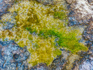 Sea moss texture on the limestone. Closeup view