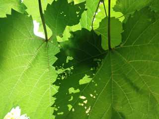 Green transparent maple leaves with rips