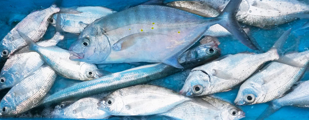 fresh fish on fishing boat