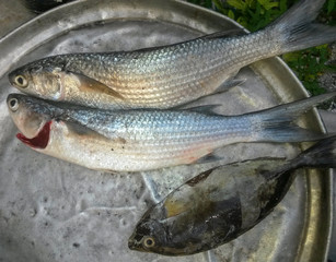 fresh fish on silver platter
